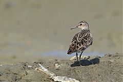 Long-toed Stint